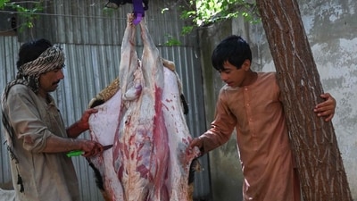 An Afghan butcher slaughters a sheep on the occasion of Muslim festival of Eid al-Adha in Kabul on June 28. (AFP) An Afghan butcher slaughters a sheep on the occasion of Muslim festival of Eid al-Adha in Kabul on June 28. (AFP)