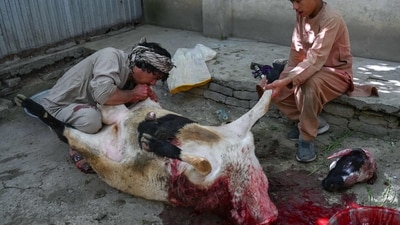 An Afghan butcher slaughters a sheep on the occasion of Muslim festival of Eid al-Adha in Kabul. (AFP) An Afghan butcher slaughters a sheep on the occasion of Muslim festival of Eid al-Adha in Kabul. (AFP)