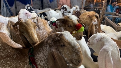 Vendors display goats for customers at a cattle market set up for the upcoming Muslim Eid al-Adha, or Feast of Sacrifice holiday, in Islamabad, Pakistan, Tuesday, June. 27, 2023. (AP) Vendors display goats for customers at a cattle market set up for the upcoming Muslim Eid al-Adha, or Feast of Sacrifice holiday, in Islamabad, Pakistan, Tuesday, June. 27, 2023. (AP)