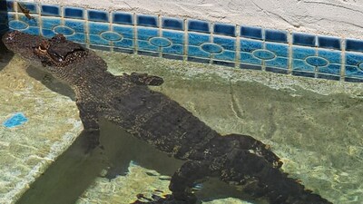 Alligator chills in a swimming pool amid rising heat. (Facebook/@Pinellas County Sheriff's Office) Alligator chills in a swimming pool amid rising heat. (Facebook/@Pinellas County Sheriff's Office)
