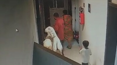 As per a viral video of the society's CCTV, a man and a woman can be seen taking two goats from the lift inside their house.