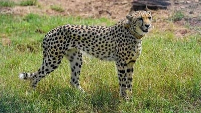 Six cheetahs, including three of the four cubs born in the park, have died since March. (Representative Image) Six cheetahs, including three of the four cubs born in the park, have died since March. (Representative Image)