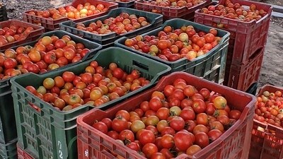 TN minister said that the move is to provide relief to the poor and middle-class people and that tomatoes will be sold at Farm Fresh Outlets (FFOs) across Tamil Nadu to control tomato prices. TN minister said that the move is to provide relief to the poor and middle-class people and that tomatoes will be sold at Farm Fresh Outlets (FFOs) across Tamil Nadu to control tomato prices.