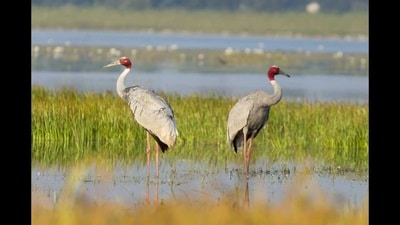 In the Awadh forest division, a total 126 adult and 5 young Sarus cranes were spotted. (Sourced photo for representation)