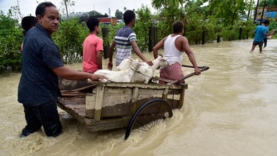 Flood-affected people transport cattle in Nalbari district in the northeastern Indian state of Assam, on June 21. Tens of thousands of people were moved to relief camps as heavy monsoon rains battering swathes of villages in the north-eastern. (AP) Flood-affected people transport cattle in Nalbari district in the northeastern Indian state of Assam, on June 21. Tens of thousands of people were moved to relief camps as heavy monsoon rains battering swathes of villages in the north-eastern. (AP)
