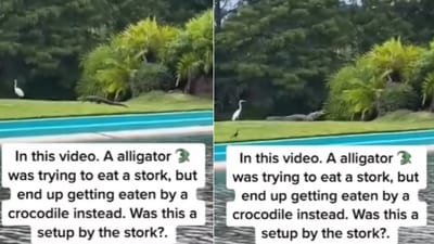 The image shows the crocodile approaching the alligator trying to hunt a bird. (Screengrab)