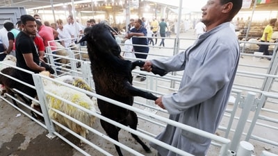 People bring their sheep to be slaughtered for the Muslim feast of Eid al-Adha in Kuwait City on June 28. (AFP) People bring their sheep to be slaughtered for the Muslim feast of Eid al-Adha in Kuwait City on June 28. (AFP)