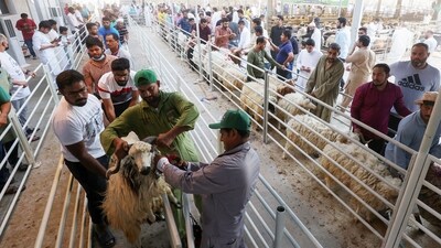 Known as the "big" festival, Eid al-Adha, or Feast of Sacrifice, is celebrated each year by Muslims sacrificing various animals according to religious traditions, including cows, camels, goats, and sheep. (AFP) Known as the "big" festival, Eid al-Adha, or Feast of Sacrifice, is celebrated each year by Muslims sacrificing various animals according to religious traditions, including cows, camels, goats, and sheep. (AFP)