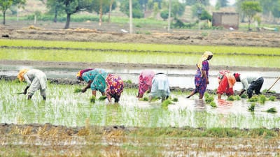 Karnataka chief minister Siddarmaiah said the state government will provide cash instead of five-kg additional rice, under the Anna Bhagya scheme. (HT Photo) Karnataka chief minister Siddarmaiah said the state government will provide cash instead of five-kg additional rice, under the Anna Bhagya scheme. (HT Photo)