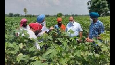 Punjab agriculture department on Wednesday said it has transferred ₹3.23 crore of cotton seed subsidy into the bank accounts of over 17,673 farmers. (HT File) Punjab agriculture department on Wednesday said it has transferred ₹3.23 crore of cotton seed subsidy into the bank accounts of over 17,673 farmers. (HT File)