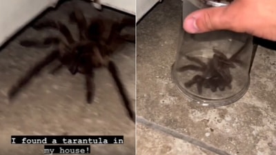 The image shows the spider inside a jar that a human uses while trying to trap it. (Reddit/@louyplays) The image shows the spider inside a jar that a human uses while trying to trap it. (Reddit/@louyplays)