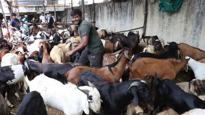 Residents of housing societies in Kondhwa, Undri and Camp areas have taken the decision to not allow the ritual of sacrificing a goat inside society premises on Bakri Eid. (HT) Residents of housing societies in Kondhwa, Undri and Camp areas have taken the decision to not allow the ritual of sacrificing a goat inside society premises on Bakri Eid. (HT)