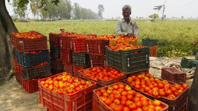 The area under tomato crop in Haryana increased to 30,000 hectares against 22,000 hectares last year. (HT Photo) The area under tomato crop in Haryana increased to 30,000 hectares against 22,000 hectares last year. (HT Photo)