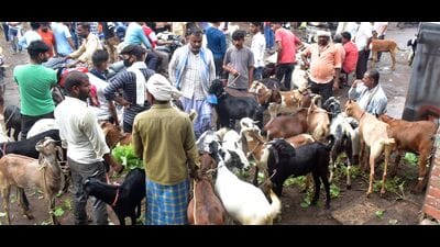 The goat market in Prayagraj on eve of Eid-ul-Azha on Wednesday. (Anil Kumar Maurya/HT) The goat market in Prayagraj on eve of Eid-ul-Azha on Wednesday. (Anil Kumar Maurya/HT)