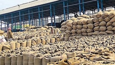 The basmati rice industry witnessed moderation over the last few years on the back of subdued international demand, partly attributable to the delay in resumption of imports by Iran. (HT File Photo) The basmati rice industry witnessed moderation over the last few years on the back of subdued international demand, partly attributable to the delay in resumption of imports by Iran. (HT File Photo)