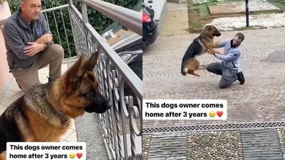 Dog can’t contain its excitement after reuniting with its human after three years. (Instagram/@realkingsgive) Dog can’t contain its excitement after reuniting with its human after three years. (Instagram/@realkingsgive)