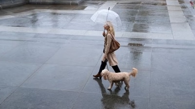 Just like humans, pets require special care during this time to ensure their well-being and safety (Freepik) Just like humans, pets require special care during this time to ensure their well-being and safety (Freepik)