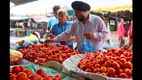 300% rise in tomato prices in Ludhiana sends household budget for a toss (HT Photo)