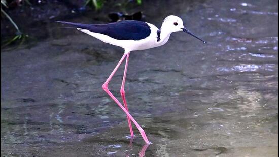 A black-winged stilt searching for food at Sports Complex Sector 42, Chandigarh, on Wednesday. (Keshav Singh/HT)