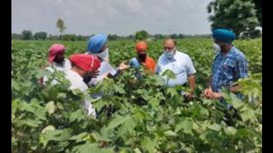 Punjab agriculture department on Wednesday said it has transferred ₹3.23 crore of cotton seed subsidy into the bank accounts of over 17,673 farmers. (HT File)