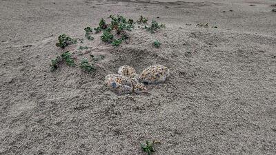 Four Indian Skimmer hatchlings, born on a sand patch in a barrage in Uttar Pradesh’s Bijnor, have been washed away (PTI) Four Indian Skimmer hatchlings, born on a sand patch in a barrage in Uttar Pradesh’s Bijnor, have been washed away (PTI)