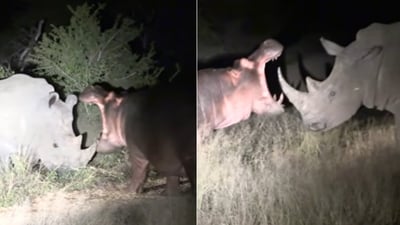 The image shows the interaction between a hippo and a rhino. (YouTube/@Latestsightings) The image shows the interaction between a hippo and a rhino. (YouTube/@Latestsightings)