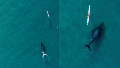 The image shows a huge humpback whale getting dangerously close to kayaker. (Instagram/@dronesharkapp) The image shows a huge humpback whale getting dangerously close to kayaker. (Instagram/@dronesharkapp)