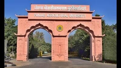 PAU, Sugarfed collaborate for sugarcane research. (HT FILE) PAU, Sugarfed collaborate for sugarcane research. (HT FILE)