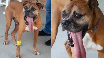 The image shows a dog from the US who recently created a world record for having ‘longest tongue on a living dog’. (Instagram/@guinnessworldrecords) The image shows a dog from the US who recently created a world record for having ‘longest tongue on a living dog’. (Instagram/@guinnessworldrecords)