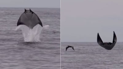 The image shows the manta ray ‘flying’ beside a bird. (Instagram/@lifeonwrightsville) The image shows the manta ray ‘flying’ beside a bird. (Instagram/@lifeonwrightsville)
