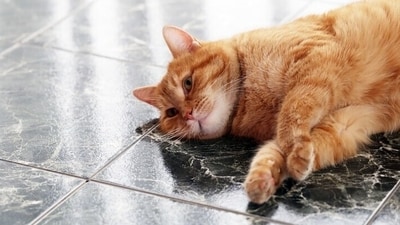 Excessive hot and humid weather conditions or underlying medical conditions can be a cause of your cat's dehydration. (Freepik) Excessive hot and humid weather conditions or underlying medical conditions can be a cause of your cat's dehydration. (Freepik)