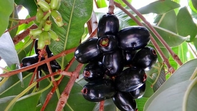 Jamun (Indian Blackberry): Jamun is a fruit that contains a compound called jamboline, which may help regulate blood sugar levels. Jamun (Indian Blackberry): Jamun is a fruit that contains a compound called jamboline, which may help regulate blood sugar levels.