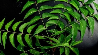 Neem can reduce the glucose uptake through up-regulation of glucose transporter 4 (GLUT4) and inhibition of key intestinal enzymes such as glucosidases. (Pixabay) Neem can reduce the glucose uptake through up-regulation of glucose transporter 4 (GLUT4) and inhibition of key intestinal enzymes such as glucosidases. (Pixabay)