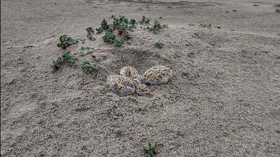 Four Indian Skimmer hatchlings, born on a sand patch in a barrage in Uttar Pradesh’s Bijnor, have been washed away (PTI)