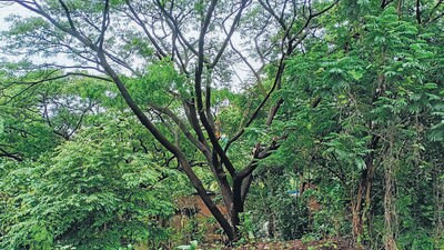 921 trees in Kurla to go for Metro-2B 921 trees in Kurla to go for Metro-2B
