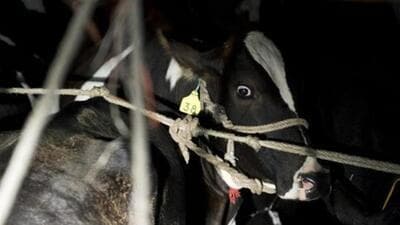 Amid crackdown on cow vigilantism in state, Bengaluru police takes action against Punith Kerehalli. (AFP) Amid crackdown on cow vigilantism in state, Bengaluru police takes action against Punith Kerehalli. (AFP)