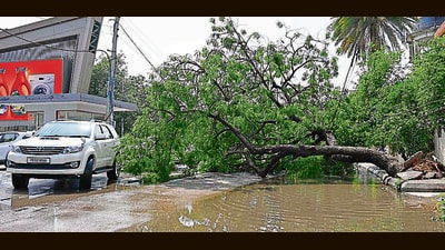 An uprooted tree blocking the Sarabha Nagar main market road in Ludhiana. (HT PHOTO) An uprooted tree blocking the Sarabha Nagar main market road in Ludhiana. (HT PHOTO)
