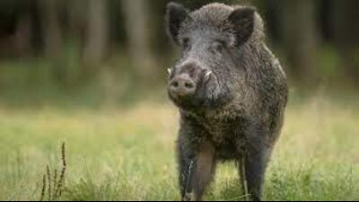 Ludhiana: Six poachers held; 100 wild boars rescued. (HT FILE) Ludhiana: Six poachers held; 100 wild boars rescued. (HT FILE)