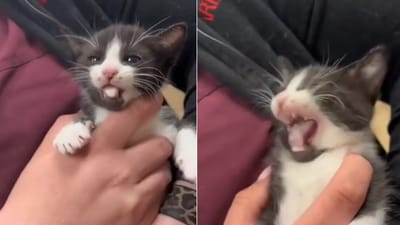 The image shows the tiny cat who fought with humans feeding medicine to it. (Reddit/@davrosado12) The image shows the tiny cat who fought with humans feeding medicine to it. (Reddit/@davrosado12)