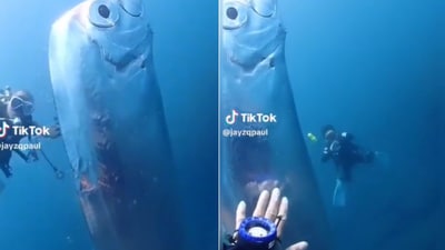 The image shows a scuba diver touching an oarfish. (Screengrab) The image shows a scuba diver touching an oarfish. (Screengrab)