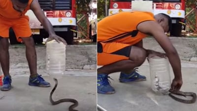 The image shows the man using a jar to catch a snake. (Reddit/@Kaos2018) The image shows the man using a jar to catch a snake. (Reddit/@Kaos2018)