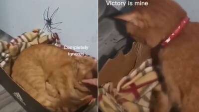 The image shows the cat looking at the spider. (Reddit/@IU8gZQy0k8hsQy76) The image shows the cat looking at the spider. (Reddit/@IU8gZQy0k8hsQy76)