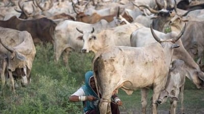 "Like we treat earth as our mother, we consider cows also as our mother. It is an evil thing,” state home minister Narottam Mishra said.
