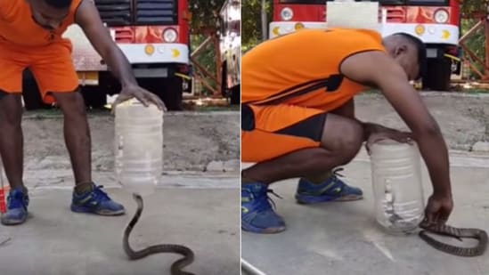 The image shows the man using a jar to catch a snake. (Reddit/@Kaos2018)