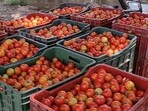 Growers said with traders not showing interest in buying tomatoes, they were being forced to sell the produce to Delhi, Dehradun, Saharanpur, Chandigarh, Haridwar and other cities of nearby states at their own cost. Growers said with traders not showing interest in buying tomatoes, they were being forced to sell the produce to Delhi, Dehradun, Saharanpur, Chandigarh, Haridwar and other cities of nearby states at their own cost.