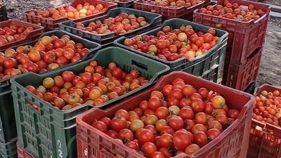 Growers said with traders not showing interest in buying tomatoes, they were being forced to sell the produce to Delhi, Dehradun, Saharanpur, Chandigarh, Haridwar and other cities of nearby states at their own cost. Growers said with traders not showing interest in buying tomatoes, they were being forced to sell the produce to Delhi, Dehradun, Saharanpur, Chandigarh, Haridwar and other cities of nearby states at their own cost.