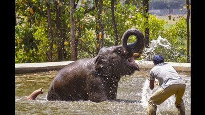 Ranchi: An elephant cools itself with water to beat the heat on a hot summer day, at Birsa Munda Zoological Park on the outskirts of Ranchi, Thursday, April 20, 2023. (PTI Photo)(PTI04_20_2023_000081A) (PTI/ Representational image) Ranchi: An elephant cools itself with water to beat the heat on a hot summer day, at Birsa Munda Zoological Park on the outskirts of Ranchi, Thursday, April 20, 2023. (PTI Photo)(PTI04_20_2023_000081A) (PTI/ Representational image)