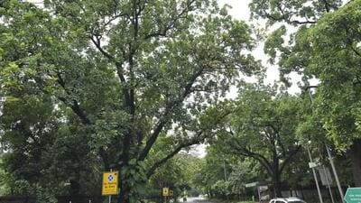 The agency concerned will have to take up plantation of 2,140 new saplings as per plan within three months from the date when the trees are removed. (HT Archive) The agency concerned will have to take up plantation of 2,140 new saplings as per plan within three months from the date when the trees are removed. (HT Archive)