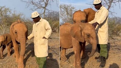The image shows a baby elephant getting jealous. (Twitter/@SheldrickTrust) The image shows a baby elephant getting jealous. (Twitter/@SheldrickTrust)