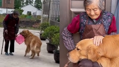 The image, taken from the viral video, shows the dog and its human. (Twitter/@buitengebieden) The image, taken from the viral video, shows the dog and its human. (Twitter/@buitengebieden)